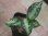 画像1: Aglaonema pictum "type NIRVASH" from P. Nias【AZ0611-3】ver.MES (1)