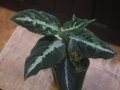 Aglaonema pictum "PS-B" from Padang Sidempuan【HW1223-01b】No.3