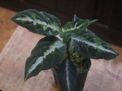 画像1: Aglaonema pictum "PS-B" from Padang Sidempuan【HW1223-01b】No.3