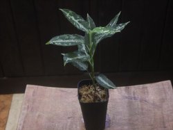 画像4: Aglaonema pictum "TG-7" from Tigalingga【HW1123-01g】No.7