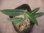 画像3: Aglaonema vittatum from Pulau Lingga【HW0824-06】 (3)