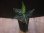 画像4: Aglaonema pictum "TG-6"from Tigalingga【HW1123-01f】No.9 (4)