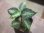 画像1: Aglaonema pictum "type NIRVASH" from P. Nias【AZ0611-3】ver.MES (1)