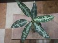 Aglaonema pictum "TG-5" from Tigalingga【HW1123-01e】No.1