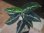 画像2: Aglaonema pictum "PS-B" from Padang Sidempuan【HW1223-01b】No.36 (2)