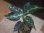 画像3: Aglaonema pictum "TG-7" from Tigalingga【HW1123-01g】No.15 (3)