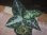 画像3: Aglaonema pictum "PS-F" from Padang Sidempuan【HW1223-01f】No.1