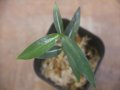 Aglaonema vittatum from Pulau Lingga【HW0824-06】