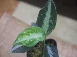 画像3: Aglaonema pictum "HGWTZ PS-4" from Padang Sidempuan【HW0523-29】