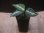 画像5: Aglaonema pictum "龍波" TG-4 from Tigalingga【HW1123-01d】No.2 (5)