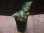 画像4: Aglaonema pictum "type NIRVASH" from P. Nias【AZ0611-3】ver.MES (4)