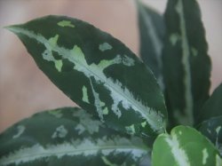 画像2: Aglaonema pictum "TG-7" from Tigalingga【HW1123-01g】No.7