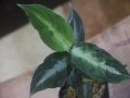 Aglaonema pictum "PS-B" from Padang Sidempuan【HW1223-01b】No.18