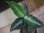 画像1: Aglaonema pictum "PS-B" from Padang Sidempuan【HW1223-01b】No.18 (1)