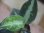 画像2: Aglaonema pictum "HGWTZ PS-4" from Padang Sidempuan【HW0523-29】 (2)