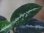 画像3: Aglaonema pictum "PS-B" from Padang Sidempuan【HW1223-01b】No.36 (3)