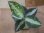 画像1: Aglaonema pictum "HGWTZ PS-4" from Padang Sidempuan【HW0523-29】 (1)