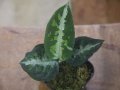 Aglaonema pictum "PS-B" from Padang Sidempuan【HW1223-01b】No.1