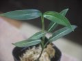 Aglaonema vittatum from Pulau Lingga【HW0824-06】