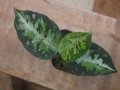 Aglaonema pictum "PS-B" from Padang Sidempuan【HW1223-01b】No.1