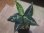 画像1: Aglaonema pictum "TG-6"from Tigalingga【HW1123-01f】No.9 (1)