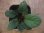 画像4: Homalomena sp. "Air Terjun 1" from Tapanuli Utara【HW1123-07a】 (4)