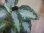 画像3:  Aglaonema pictum "type NIRVASH" from Pulau Nias【AZ0611-3】 (3)