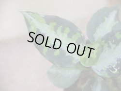 画像3:  Aglaonema pictum "type NIRVASH" from Pulau Nias【AZ0611-3】