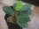 画像2: Homalomena sp. "Sunshine"BNN from Sibolga timur【AZ0225-9】 (2)