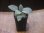 画像4: Homalomena sp. "Shirogane" SGR from Pulau Lingga【HW1011-XX】 (4)