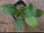 画像3: 	Homalomena sp"Sunnyday"from Kalbar【AZ1024-1】 (3)