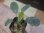 画像1: Homalomena sp. "Hitam besar" from Aceh Besar【AZ0324-3otr】 (1)