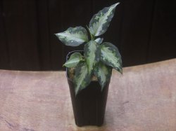 画像4:  Aglaonema pictum "type NIRVASH" from Pulau Nias【AZ0611-3】