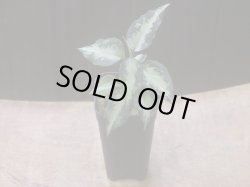 画像4:  Aglaonema pictum "type NIRVASH" from Pulau Nias【AZ0611-3】