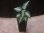 画像4:  Aglaonema pictum "type NIRVASH" from Pulau Nias【AZ0611-3】 (4)