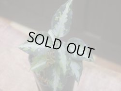 画像1:  Aglaonema pictum "type NIRVASH" from Pulau Nias【AZ0611-3】