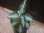 画像1:  Aglaonema pictum "type NIRVASH" from Pulau Nias【AZ0611-3】 (1)