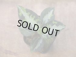 画像2:  Aglaonema pictum "type NIRVASH" from Pulau Nias【AZ0611-3】