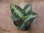 画像2:  Aglaonema pictum "type NIRVASH" from Pulau Nias【AZ0611-3】 (2)