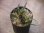 画像1: Microsorum sp. from Pagaralam【AZ0823-4】 (1)