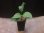 画像4: 	Homalomena sp"Sunnyday"from Kalbar【AZ1024-1】 (4)
