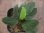 画像1: Homalomena sp. "Sunshine"BNN from Sibolga timur【AZ0225-9】 (1)