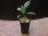 画像4: Schismatoglottis sp."Type1"BNN from Sibolga timur【AZ1124-1】 (4)
