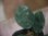 画像3: Homalomena sp. "Sunshine"BNN from Sibolga timur【AZ0225-9】 (3)