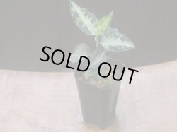 画像4:  Aglaonema pictum "type NIRVASH" from Pulau Nias【AZ0611-3】