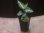 画像4:  Aglaonema pictum "type NIRVASH" from Pulau Nias【AZ0611-3】 (4)