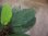 画像3: Homalomena sp. "Sunshine"BNN from Sibolga timur【AZ0225-9】 (3)