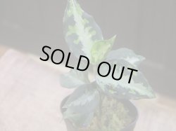 画像1:  Aglaonema pictum "type NIRVASH" from Pulau Nias【AZ0611-3】