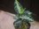 画像1:  Aglaonema pictum "type NIRVASH" from Pulau Nias【AZ0611-3】 (1)