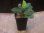 画像4: Homalomena sp. "Sunshine"BNN from Sibolga timur【AZ0225-9】 (4)